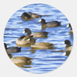 Coots, American Coots Stickers