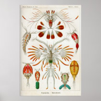 Copepoda (crustaceans) posters