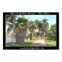 Copernicia macroglossa palm tree posters