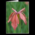 Copper Iris cards