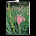 Copper Iris cards