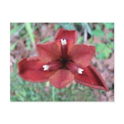 Copper Iris, Iris fulva postcard