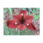 Copper Iris, Iris fulva Postcards