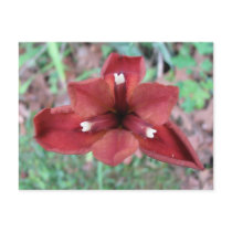 Copper Iris, Iris fulva postcards