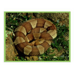 copperhead Amplio-congregado Tarjeta Postal