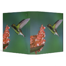 Coppery-headed Emerald, Elvira cupreiceps, Vinyl Binder