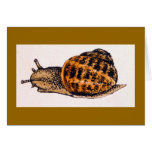 "Copse Snail" (3) Greeting Card