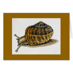 "Copse Snail" (4) Greeting Card