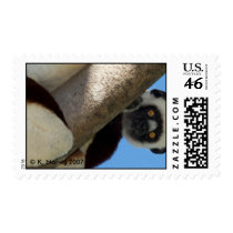 Coquerel's Sifaka, Madagascar postage by krisfiddle Coquerel's Sifaka, Madagascar postage
