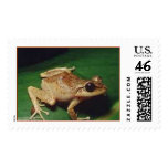 Coqui postage
