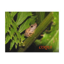 Coqui Postcard by Signhild Coqui Postcard