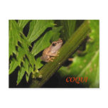 Coqui Postcard