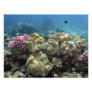 Coral, Agincourt Reef, Great Barrier Reef,