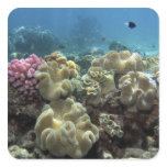 Coral, Agincourt Reef, Great Barrier Reef, Stickers