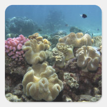 Coral, Agincourt Reef, Great Barrier Reef, Stickers
