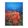 Coral and fish post cards