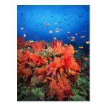 Coral and fish postcard