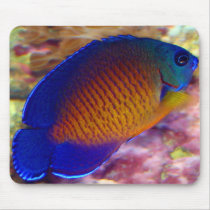 Coral Beauty Angelfish Mousepad by fishlore Coral Beauty Angelfish Mousepad