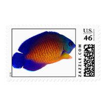 Coral Beauty Angelfish Postage Stamp stamps