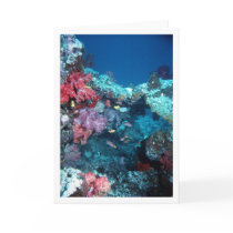 Coral Bridge, Rainbow Reef, Fiji cards by pagangod Coral Bridge, Rainbow Reef, Fiji cards
