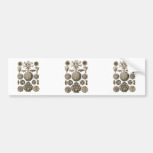 Coral Bumper Sticker