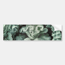 Coral Bumper Sticker