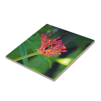 Coral Bush in bloom Ceramic Tiles