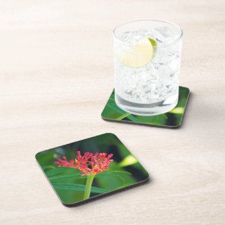 Coral Bush in bloom Drink Coaster