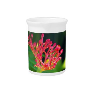 Coral Bush in bloom Pitcher