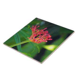 Coral Bush in bloom Tile