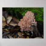 Coral Fungus Posters