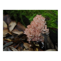 Coral Fungus posters