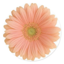 Coral Gerbera Daisy Sticker by srosenthal1979 Coral Gerbera Daisy Sticker