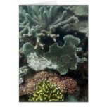 Coral Greeting Card