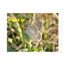 Coral Hairstreak, Satyrium Titus posters