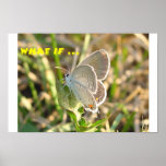 Coral Hairstreak, Satyrium Titus Posters