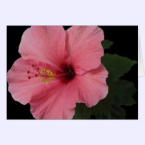 Coral Hibiscus cards