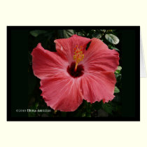 Coral Hibiscus cards