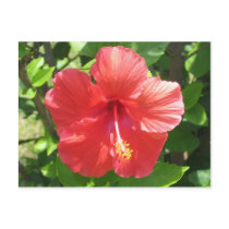 Coral Hibiscus postcards