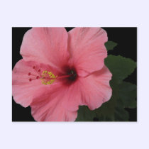 Coral Hibiscus postcards