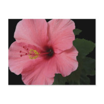 Coral Hibiscus postcards by charlesblack7 Coral Hibiscus postcards