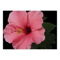 Coral Hibiscus posters by charlesblack7 Coral Hibiscus posters