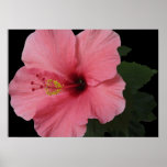 Coral Hibiscus Poster