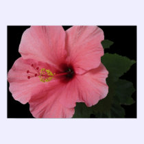 Coral Hibiscus posters