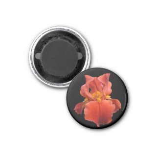 Coral Iris on Black Background Magnet magnet