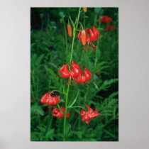 Coral Lily, (Lilium Pulmium) flowers Poster