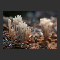 Coral Mushroom posters