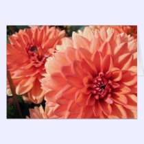Coral Orange Dahlia cards