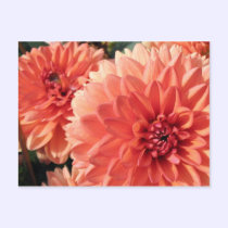 Coral Orange Dahlia postcards