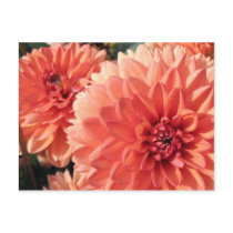 Coral Orange Dahlia postcards by charlesblack7 Coral Orange Dahlia postcards